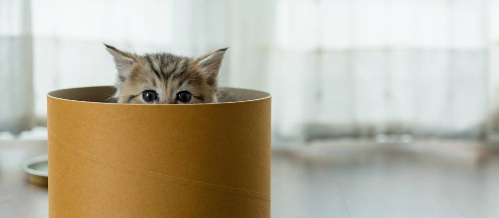 A kitten peaking their head out of a little box